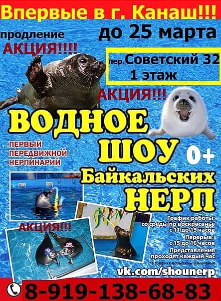 До 25 марта продлено водное шоу Байкальских нерп в Канаше.