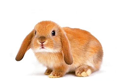 До 26 сентября в Мега Молле в Чебоксарах выставки «Пушистые кролики» и «Африканский зоопарк».