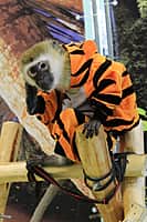 Только этой зимой с 12 по 23 декабря в г. Канаш будет работать замечательная контактная зоовыставка "Джуманджи"! (фото №3).