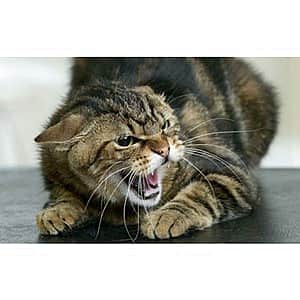 С 13 февраля 2016 года распоряжением Главы Чувашии на д. Напольные Котяки Канашского района наложен карантин по бешенству.