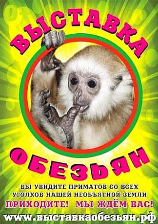 С 15 июля по 21 августа в Мега Молле в Чебоксарах выставка обезьян (0+).