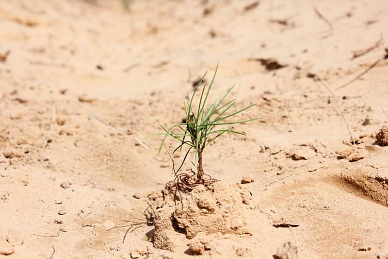 16 мая на территории Чувашской Республики пройдет акция "Всероссийский день посадки леса".