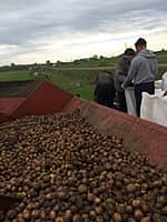 На 19 мая в Канашском районе посеяно яровых зерновых и зернобобовых культур на площади 9648 га, т.е. 72,4% (фото №4).