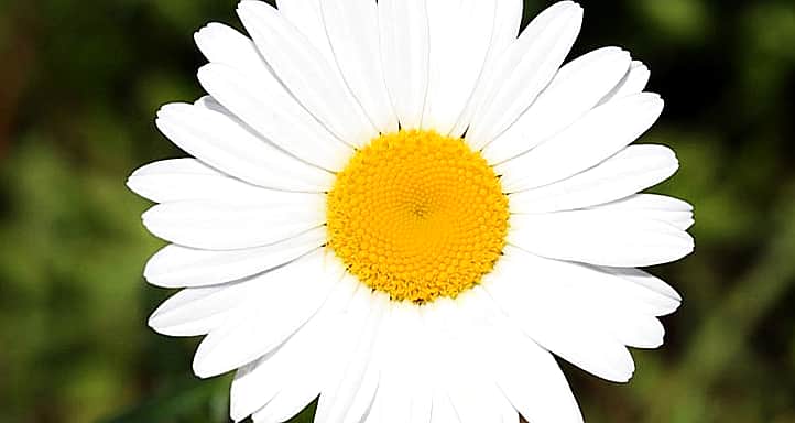 20 марта стартует месячник по борьбе с туберкулезом «Белая ромашка».