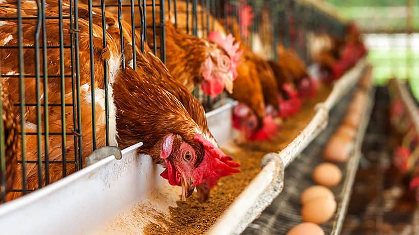 По итогам 2023 года производство яиц в республике снизилось на 2,1%.