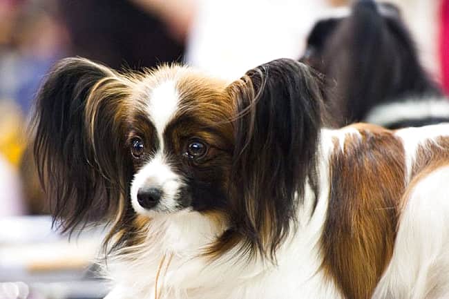 С 22 по 23 апреля 2017г. в Новочебоксарске состоится Всероссийская выставка собак.