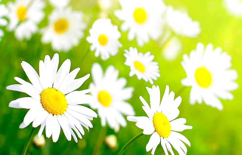 24 марта стартует месячник по борьбе с туберкулезом "Белая ромашка".