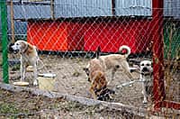 "25 добрых дел": сотрудники МЧС России оказали помощь приюту для бездомных животных (фото №4).