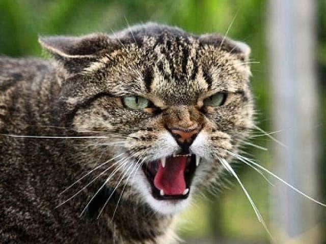 С 28 апреля 2015 года распоряжением Главы Чувашской Республики на с. Янгличи Канашского района Чувашской Республики наложен карантин по бешенству.