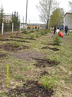 70 елей - к 70-летию Победы! (фото №2).