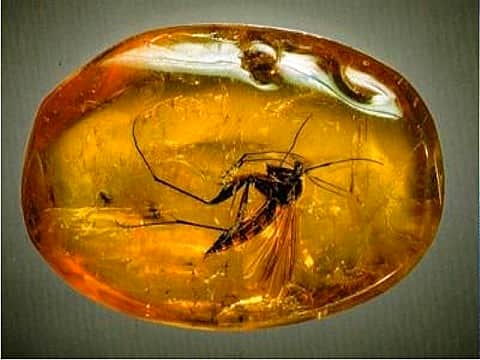 С 9 ноября по 22 января в Художественном музее в Чебоксарах выставка «Доисторические насекомые в янтаре».