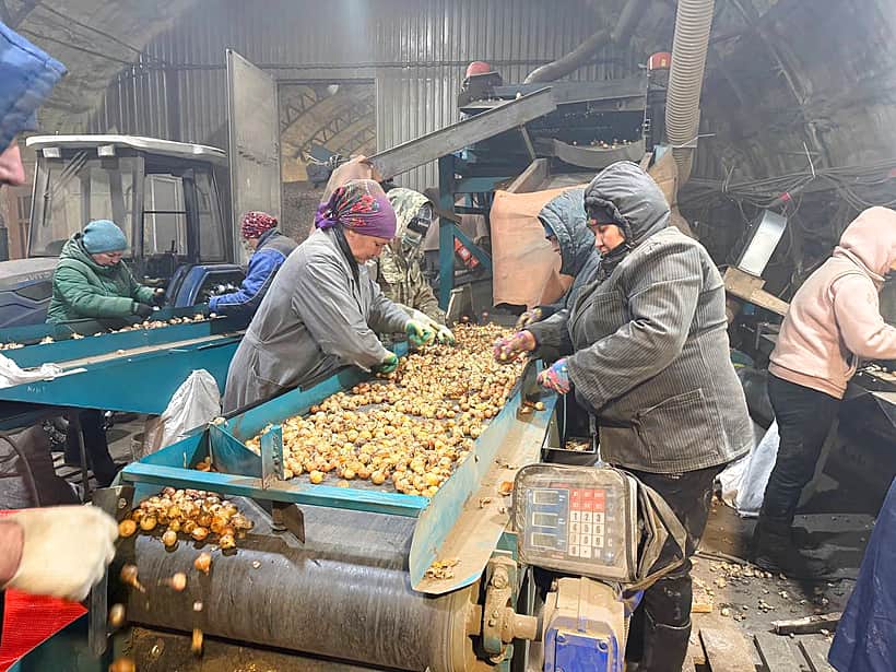В агрофирме «Канмаш» стартовала сортировка лука-севка перед весенним сезоном.