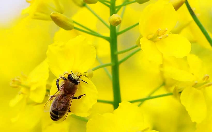 ООО «Агрофирма «Канмаш» уведомляет пчеловодов о проведении гербицидной обработки посевов.