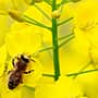 ООО «Агрофирма «Канмаш» уведомляет пчеловодов о проведении гербицидной обработки посевов.