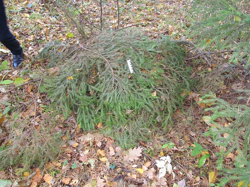 В Батыревском районе сотрудники полиции выявили факт незаконного отстрела лося.