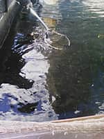 Более 1 тысячи мальков стерляди выпущено в Куйбышевское водохранилище (фото №1).