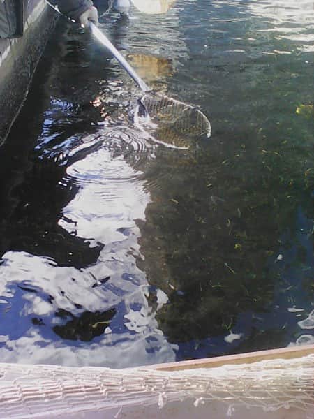 Более 1 тысячи мальков стерляди выпущено в Куйбышевское водохранилище.