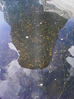 Более 1 тысячи мальков стерляди выпущено в Куйбышевское водохранилище (фото №2).