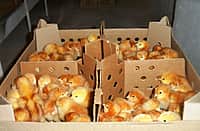 В целях обновления поголовья птицы Канашской птицефабрикой завезена очередная партия племенных суточных цыплят (фото №4).