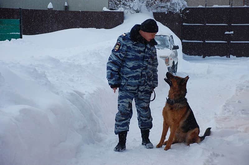 В центре кинологической службы МВД по Чувашской Республике высадился "студенческий десант".