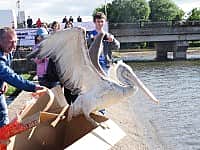 Чебоксарских пеликанов придется спасать от людей.