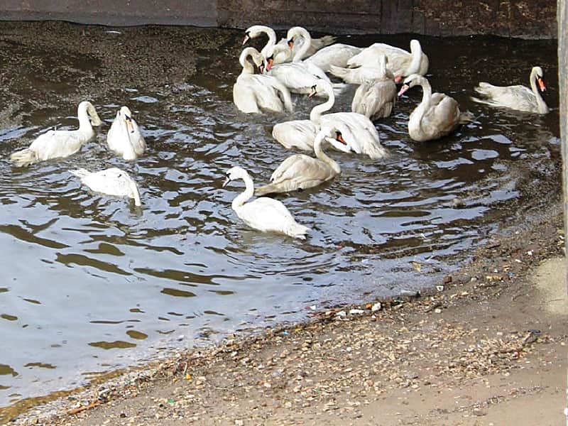 На чебоксарский залив вернулись белые лебеди.