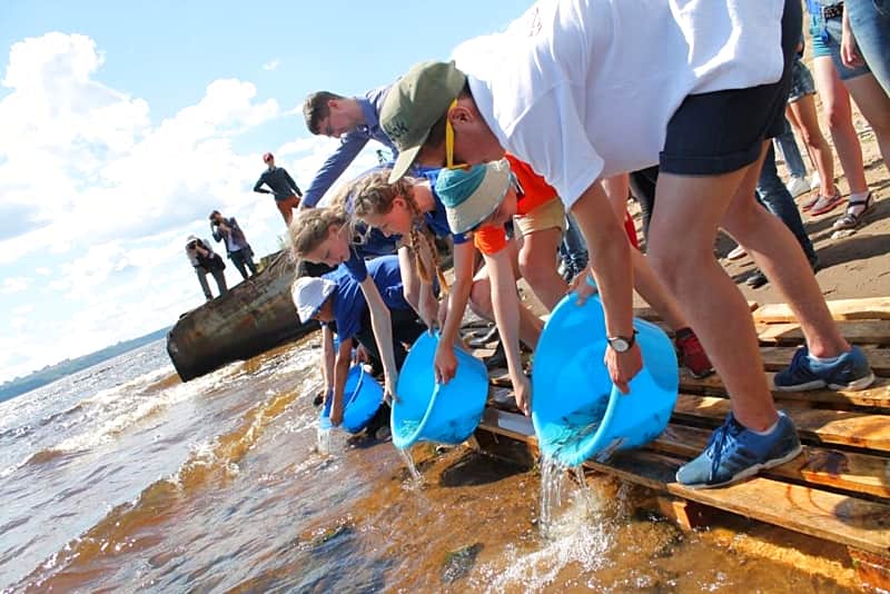 В Чебоксарское водохранилище выпущено 11 тысяч мальков стерляди.