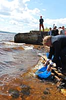 В Чебоксарское водохранилище выпущено 11 тысяч мальков стерляди (фото №3).