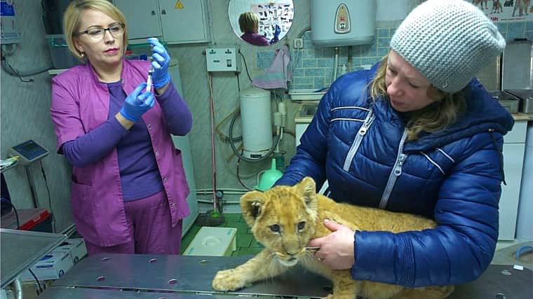 На Чебоксарской ветеринарной станции сделали прививку цирковому львенку.