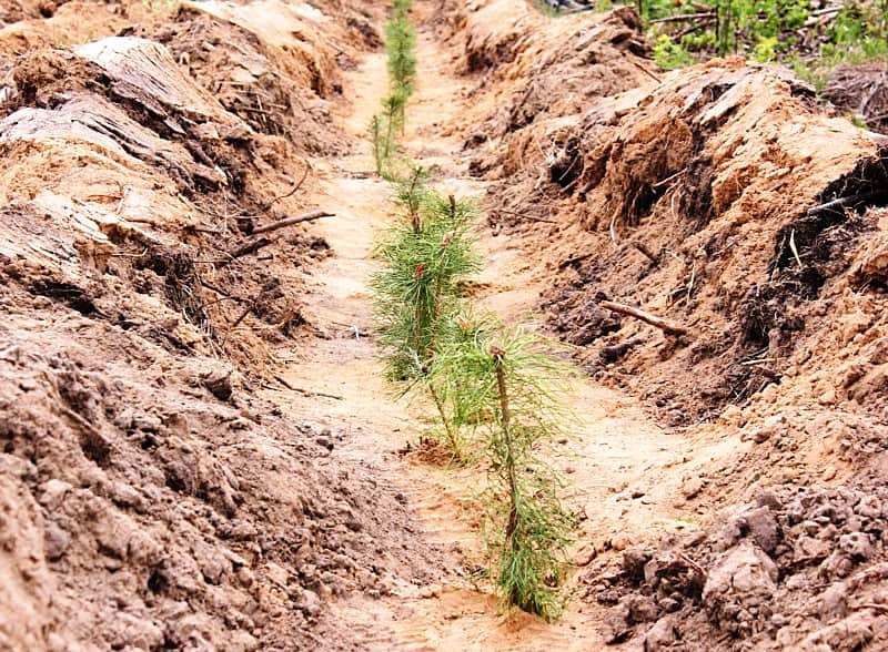 В Чебоксарском лесничестве прошел Всероссийский день посадки леса.