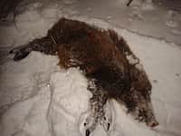 В Чебоксарском районе браконьеры подстрелили двух кабанов (фото №1).