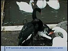 В Чебоксарском заливе появятся черные лебеди.
