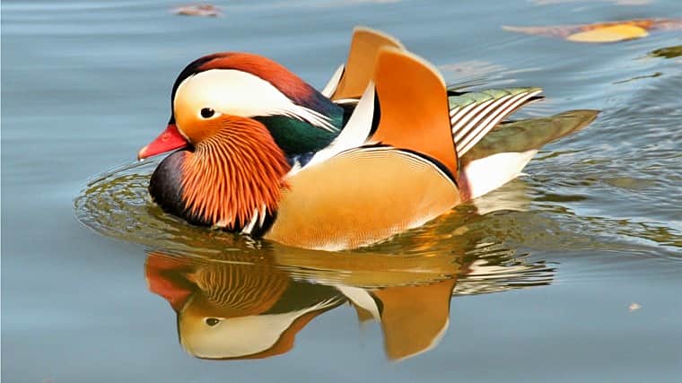 На Чебоксарском заливе появятся розовые пеликаны и утки-мандаринки.