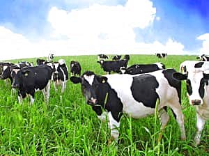 В Чувашии по итогам 2015 года отмечен рост производства продукции животноводства.