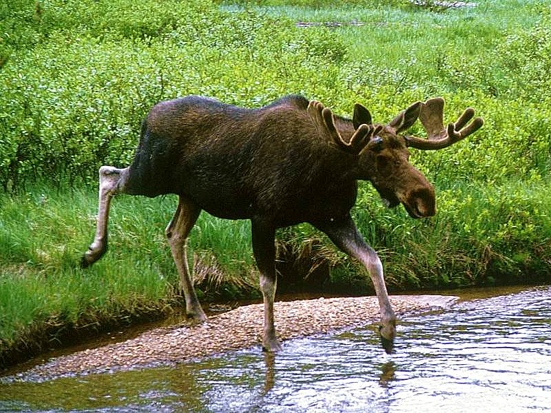 В Чувашии охотникам разрешили добыть 20 лосей.