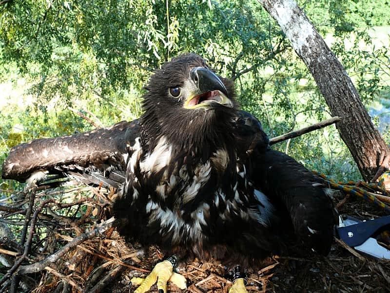 В Чувашии окольцевали 6 птенцов орлана-белохвоста. Вид включен в Красные книги МСОП, Российской Федерации, Чувашской Республики.