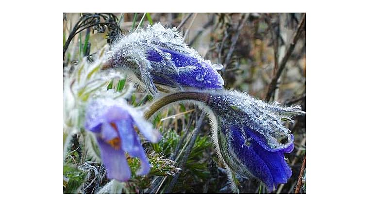 В Чувашии ожидаются дожди и заморозки.