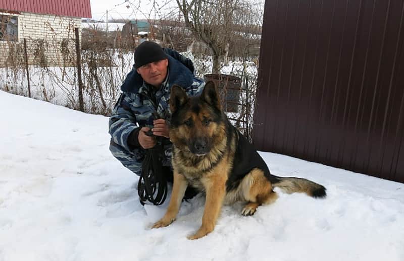 В Чувашии полицейская собака вывела на след подозреваемого в краже из торгового склада.