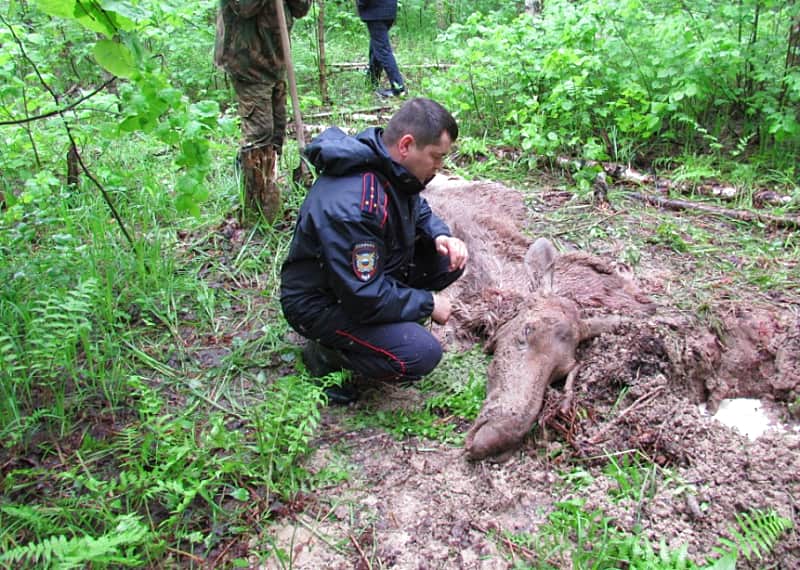 В Чувашии полицейские выявили факт незаконной охоты.