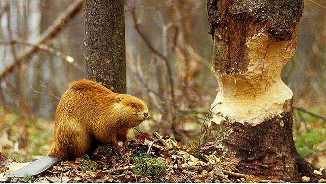В Чувашии посчитали бобров.