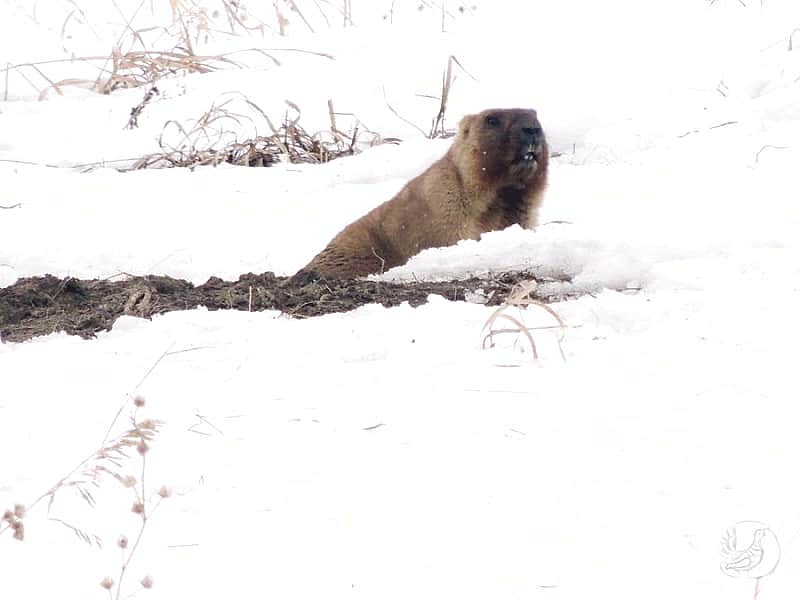 В Чувашии сурки вышли из зимней спячки.