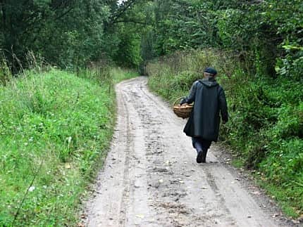 В Чувашии участились случаи пропажи грибников в лесу.