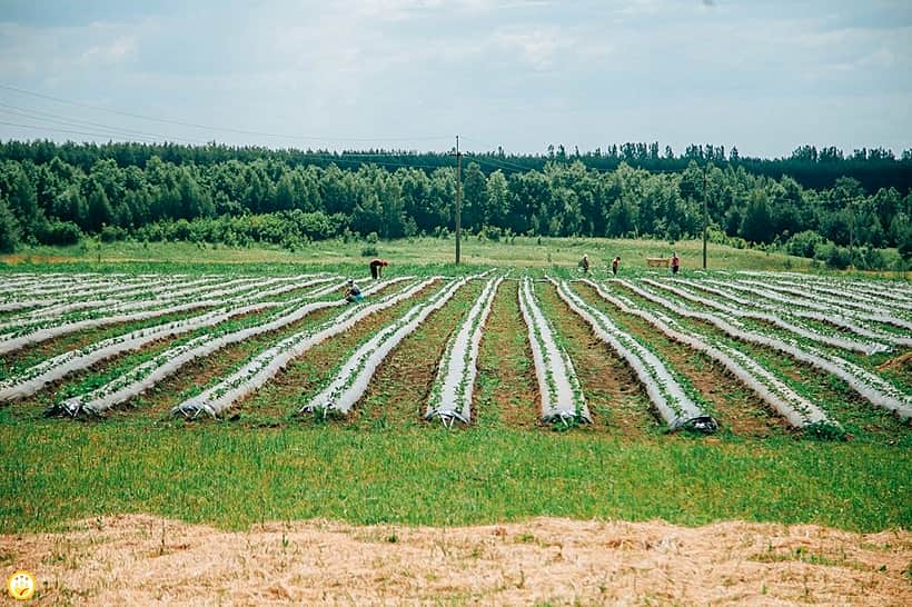 В республике стартовал прием документов на грант "Агростартап".