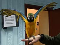 Чувашские полицейские задержали злоумышленника, похитившего из зоовыставки попугая ценной породы стоимостью порядка 180 тысяч рублей (фото №1).