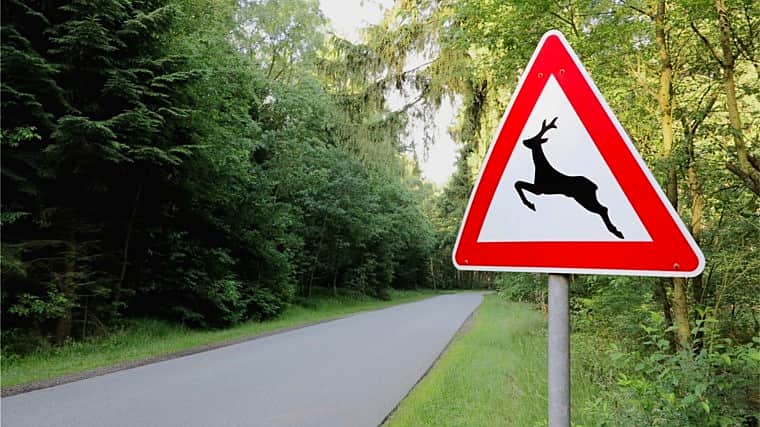 ДТП, связанное с наездом на диких животных, произошло в Канашском районе Чувашской Республики.