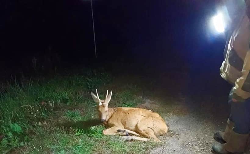 На дорогах Чувашии с начала 2024 года зафиксировано 34 случая гибели диких животных.