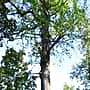 Дуб Петра Великого из Чувашии - претендент на звание «Российское дерево года – 2024».