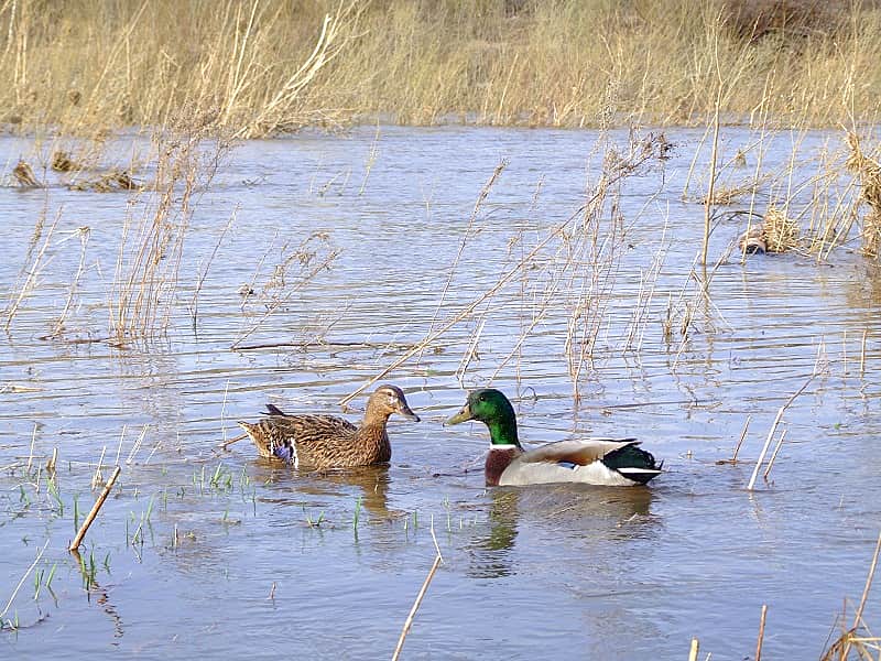 За два месяца в Чувашии поймали 102 охотников-нарушителей.