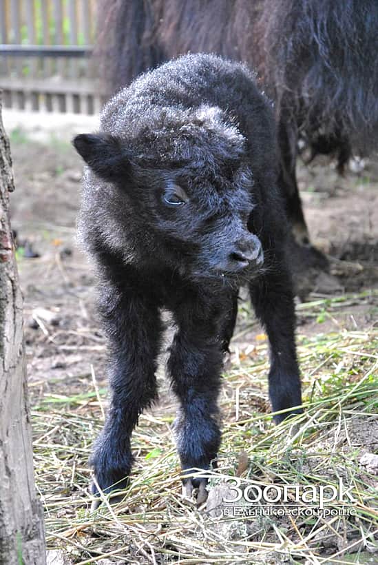 В Ельниковской роще в Новочебоксарске у самки тибетского яка родился детеныш.