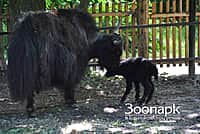 В Ельниковской роще в Новочебоксарске у самки тибетского яка родился детеныш (фото №6).